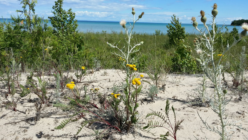 Pitcher's thistle and Lake Huron Tansy on the west side of Beaver Island (Eric Ellis)